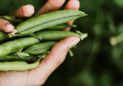 Sistemas Proteicos Vegetales y Soluciones Sustentables para la Industria de Alimentos y Bebidas